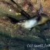 lion_sea_galapagos_cou_h_0159_ecu1255.jpg